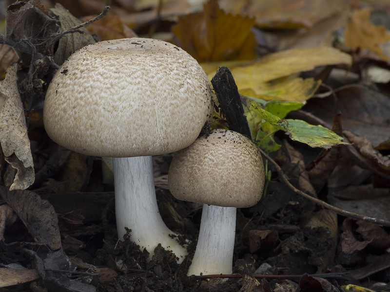 Agaricus phaeolepidotus